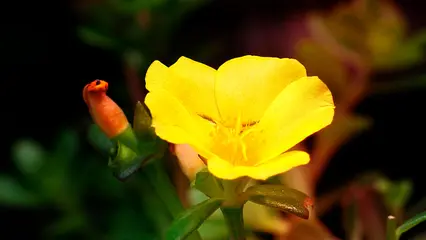 ¿Qué es la Portulaca oleracea?